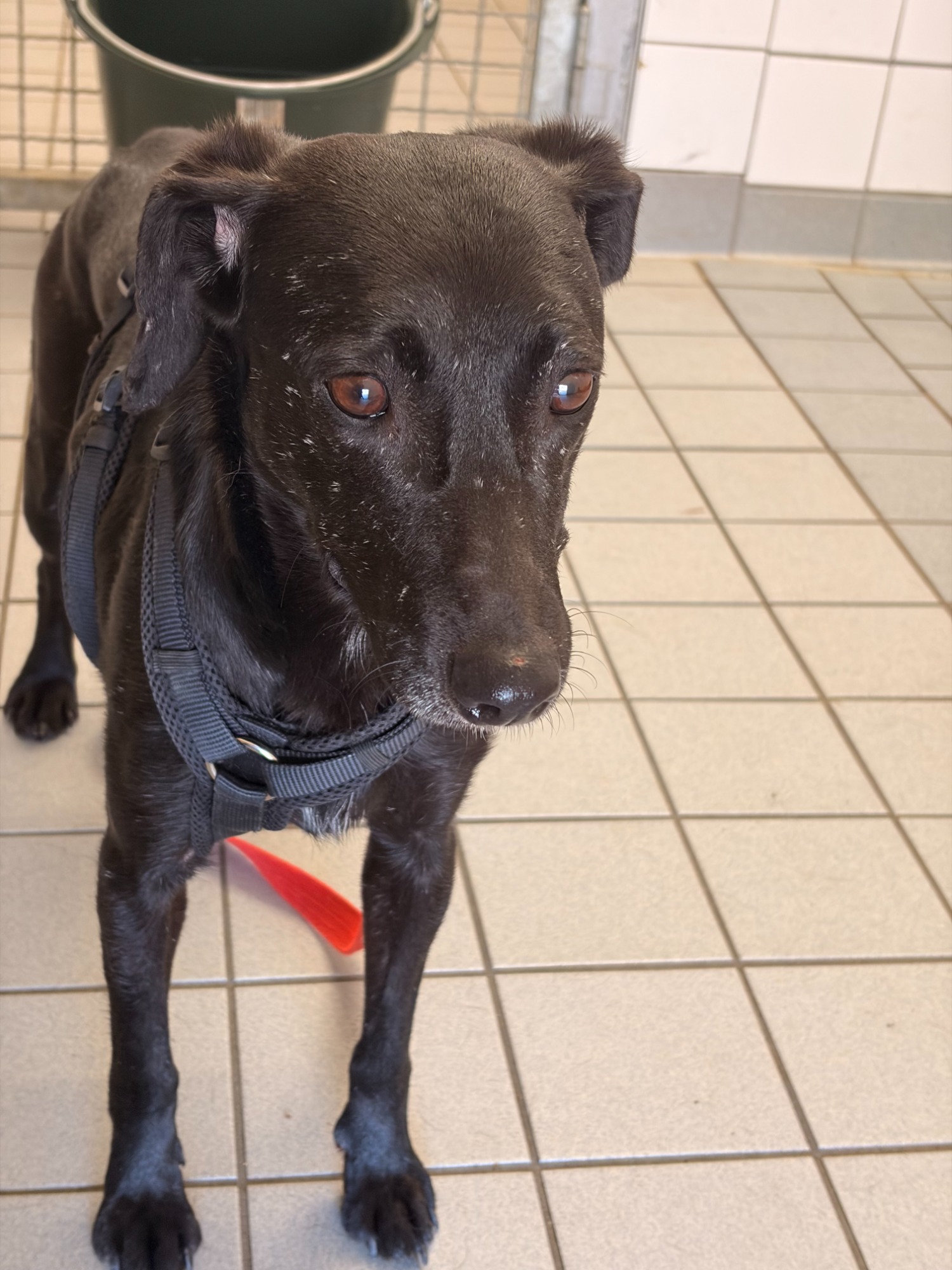 Entlaufener Hund aus dem Tierheim Weimar