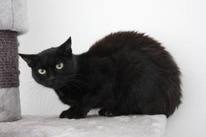 schwarze Katze