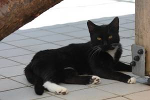 schwarz weiße Katze