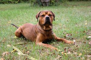 Diego ©Tierheim Weimar Ridgeback-Rottweiler-Mischling