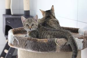 getigertes Kitten