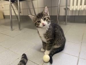 grau getigerter Kater mit weißer Schnauze