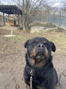 Rottweiler, Frontalansicht