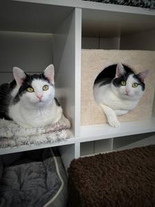 zwei schwarz weiße Katzen