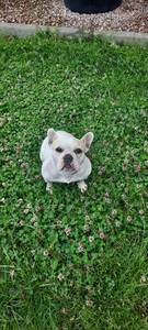 Französische Bullddogge