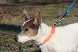 Jack Russel Terrier