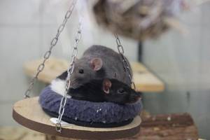 zwei Ratten