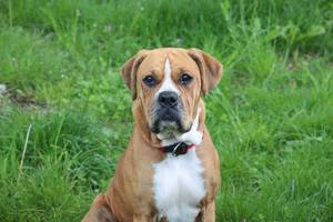 Boxer-Mischling