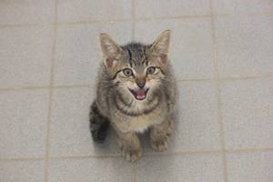 getigerter Kater