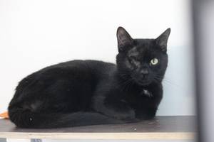 schwarzer Kater