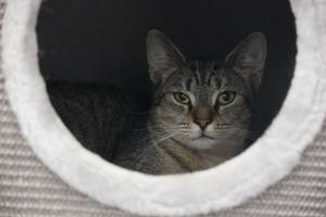 getigerte Katze