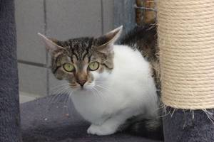 weiß braune Katze