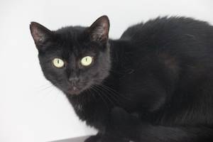 schwarze Katze