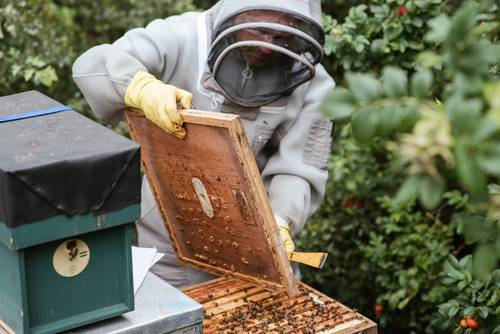 Symbolbild: Imker mit Bienenvolk