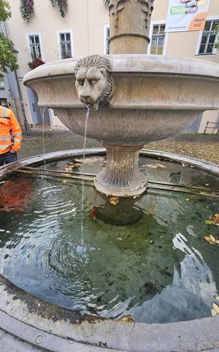 Auch im Löwenbrunnen wurde ein Goldfisch ausgesetzt.