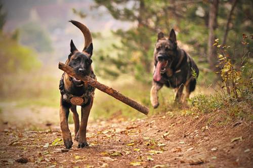zwei erwachsene braune Hunde jagen durch die Natur, einer davon trägt einen Stock im Maul