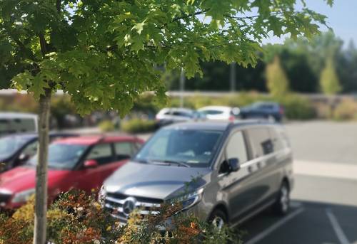 Die Roteiche (Quercus rubra) ist Baum des Jahres 2025