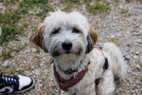 kleiner weißer Hund, der in die Kamera schaut