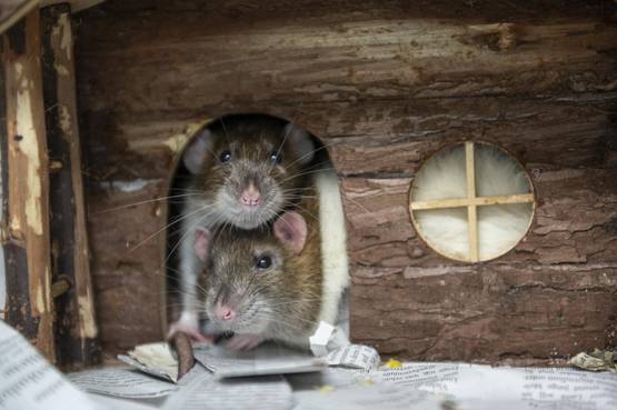 Mit den verkauften Verköstigungen und den gesammelten Spenden konnten insgesamt 1.467,76 Euro eingenommen werden, die ausnahmslos dem Wohl der Tiere zukommen.