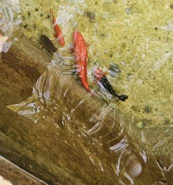 In der Nacht vom 28.10.2024 auf den 29.10.2024 wurden sieben Goldfische in städtischen Brunnen ausgesetzt.