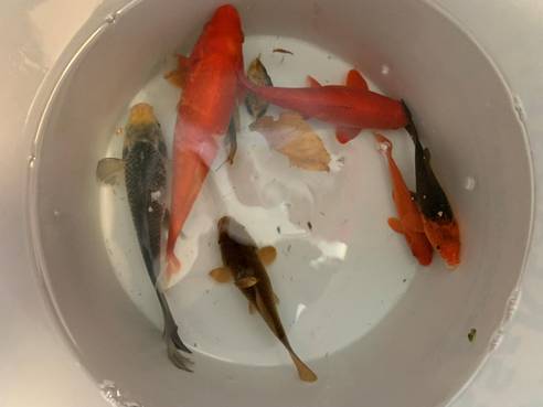 Mitarbeiterinnen des Tierheims konnten gemeinsam mit dem Brunnenmeister am Morgen des 29.10.2024 sechs Goldfische aus dem Brunnen am Herderplatz und einen Goldfisch aus dem Löwenbrunnen einfangen