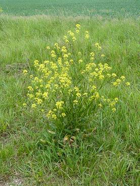 Orientalische Zackenschote (Bunias orientalis) , Archivbild.