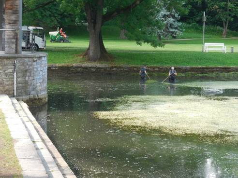 Reinigung Weimarhallenteich