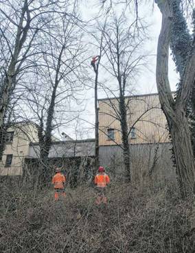 Baumfällarbeiten im Weimarhallenpark durch Mitarbeiter vom Kommunalservice Weimar