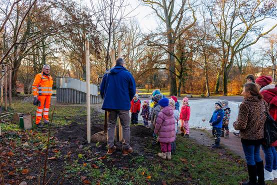 Die Flatterulme (Ulmus laevis) wurde direkt am Spielplatz im Weimarhallenpark gepflanzt.