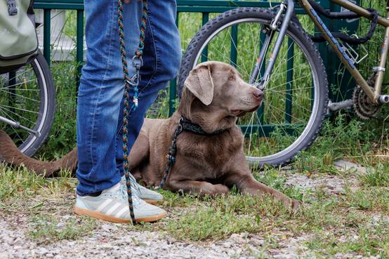 Brauner Hund liegt auf dem Boden, schaut aufmerksam
