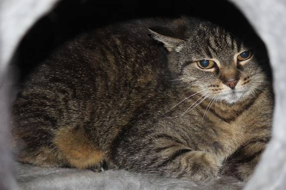 getigerte Katze