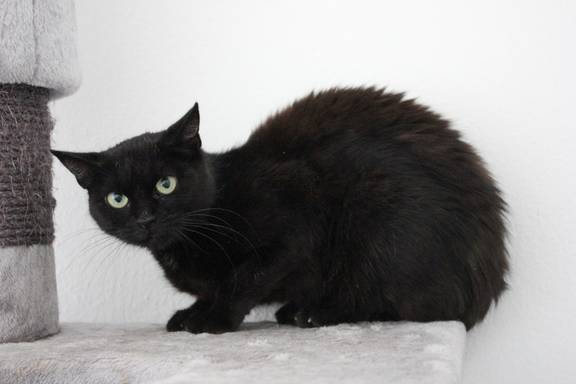 schwarze Katze