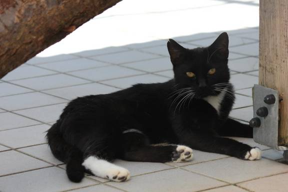 schwarz weiße Katze