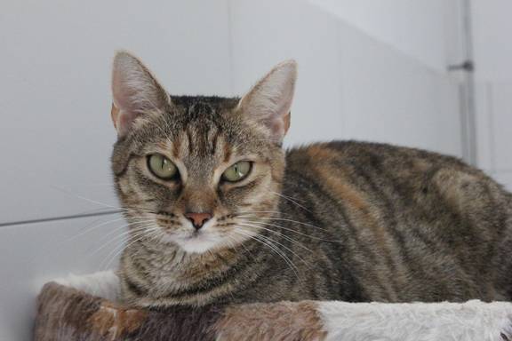 Katze