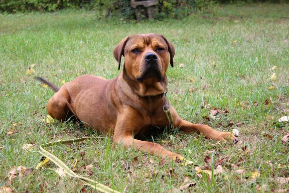 Diego ©Tierheim Weimar Ridgeback-Rottweiler-Mischling