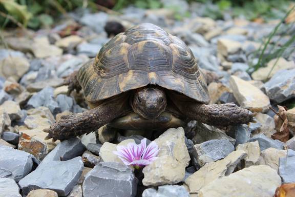 Lanschildkröte