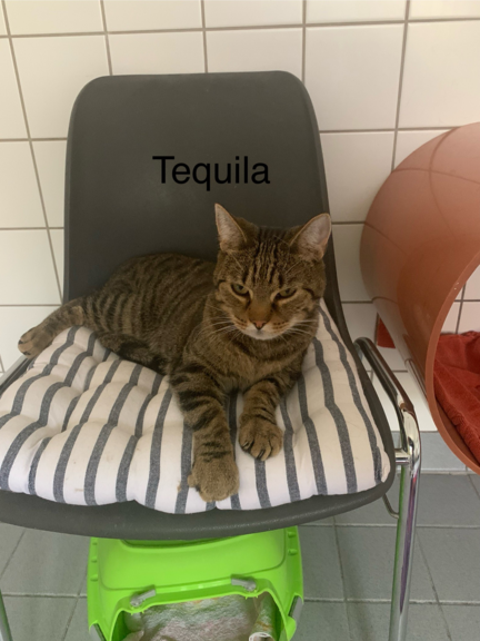 Tequila