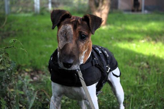 Foxterrier Foxi