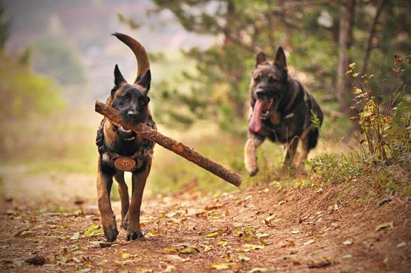 zwei erwachsene braune Hunde jagen durch die Natur, einer davon trägt einen Stock im Maul