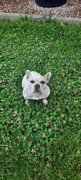 Französische Bullddogge