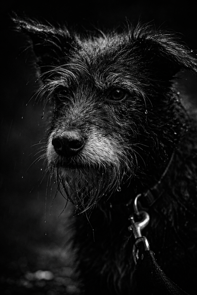 Hund