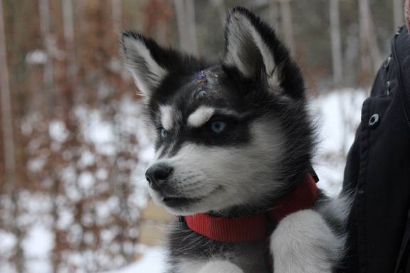 Husky-Welpe „Vido“