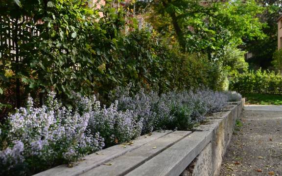 Rahmendes Grün auf dem Hof der Parkschule