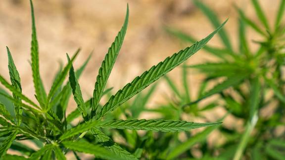 Symbolbild: Cannabispflanze