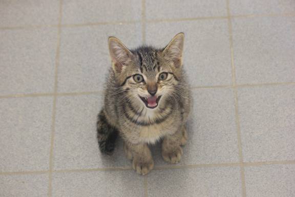 getigerter Kater