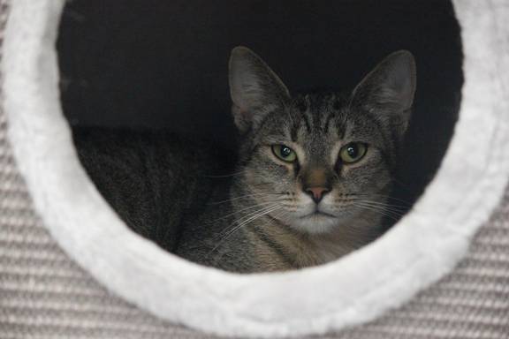 getigerte Katze