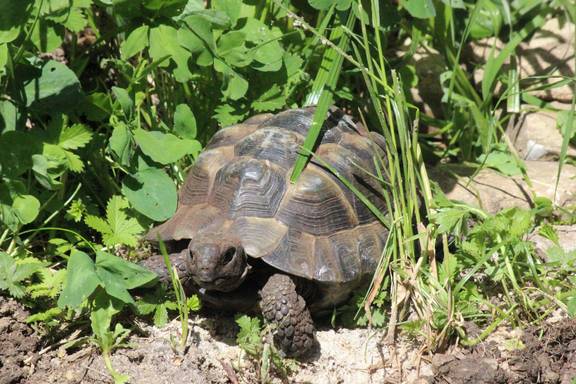 Maurische Landschildkröte