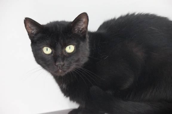 schwarze Katze