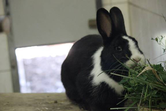 schwarz weißes Kaninchen