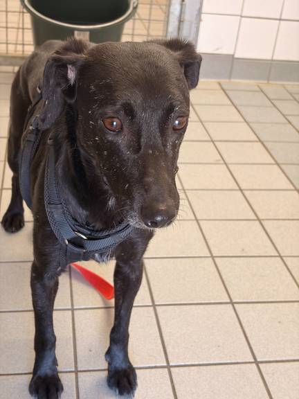Gesuchter Hund (Sichtung zuletzt am 29.07. in der Umgebung von Apolda), Archivbild.